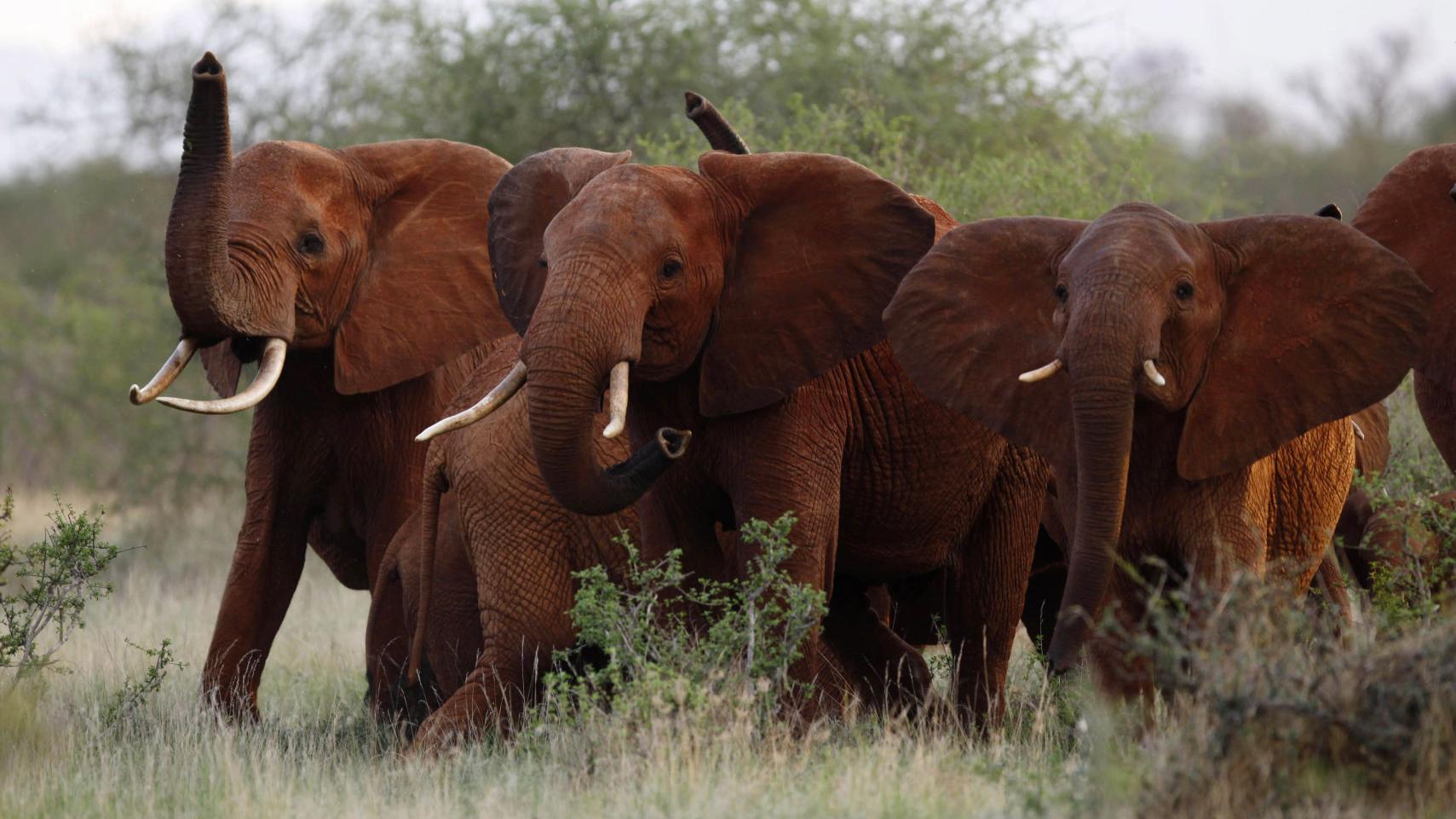 Trump reverses ban on importing elephants killed as trophies
